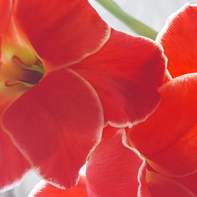 Red The Color of Love - Love Livin