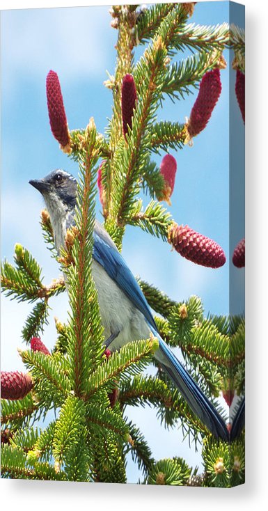 Blue Jay Watches - Canvas Print