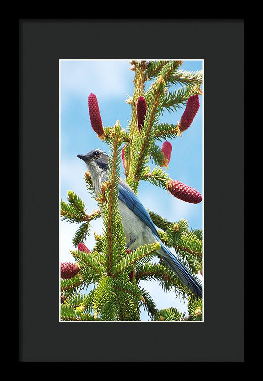 Blue Jay Watches - Framed Print