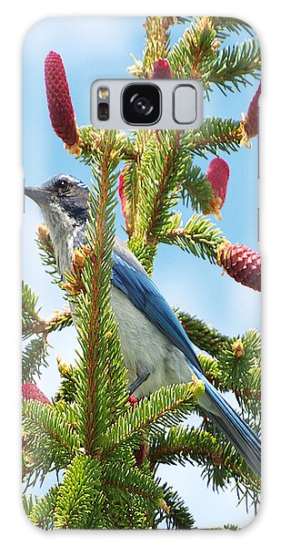 Blue Jay Watches - Phone Case