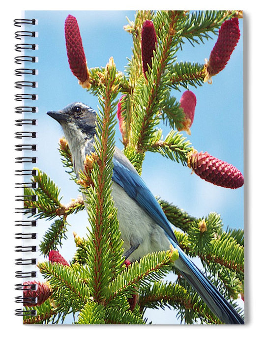Blue Jay Watches - Spiral Notebook