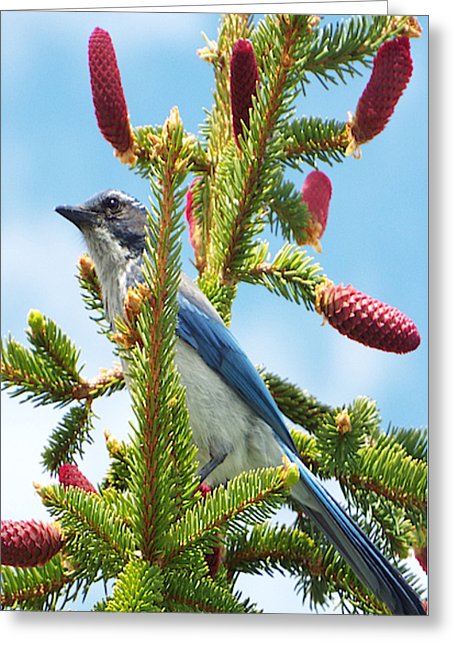 Blue Jay Watches - Greeting Card