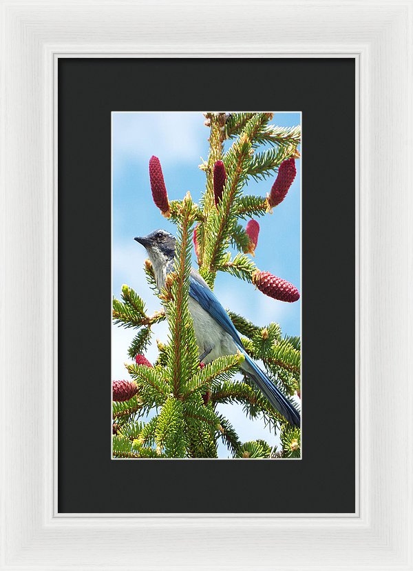 Blue Jay Watches - Framed Print