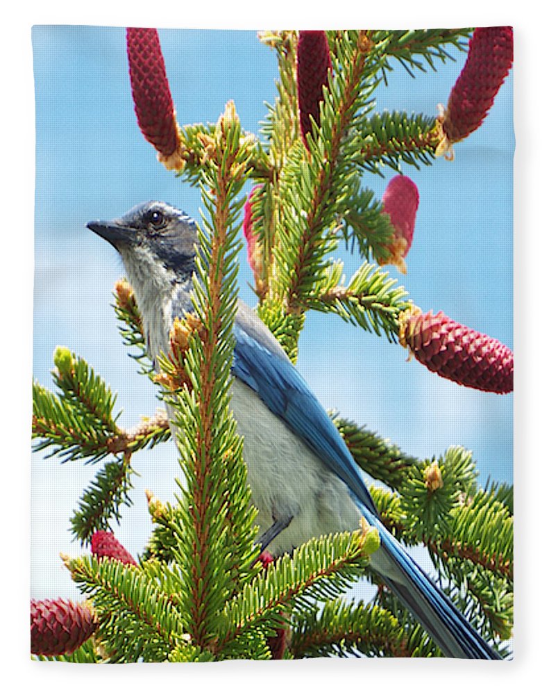Blue Jay Watches - Blanket