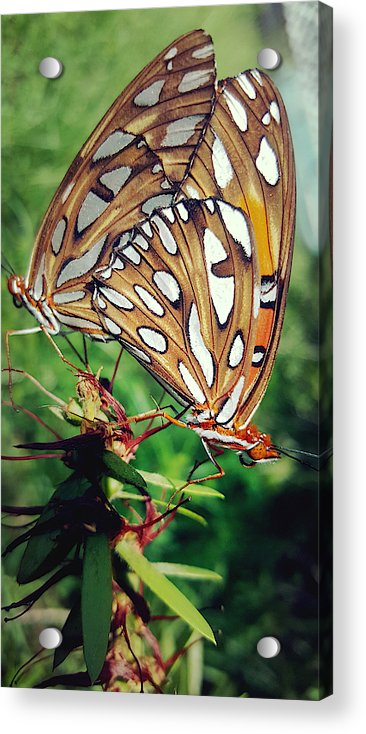 Love Is A Beautiful Thing  - Acrylic Print