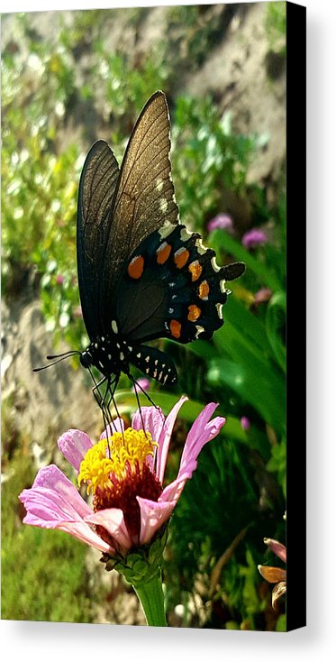 Stop And Smell The Roses - Canvas Print